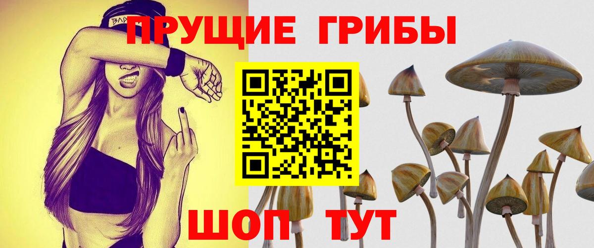 Псилоцибиновые грибы Psilocybine cubensis Узловая